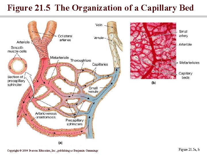 Figure 21. 5 The Organization of a Capillary Bed Copyright © 2004 Pearson Education,