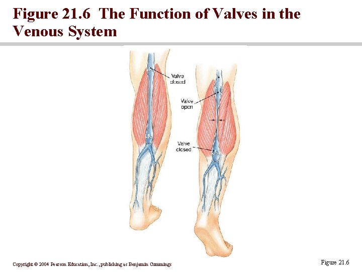 Figure 21. 6 The Function of Valves in the Venous System Copyright © 2004