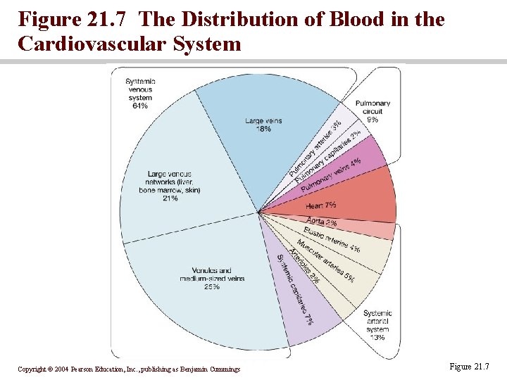 Figure 21. 7 The Distribution of Blood in the Cardiovascular System Copyright © 2004