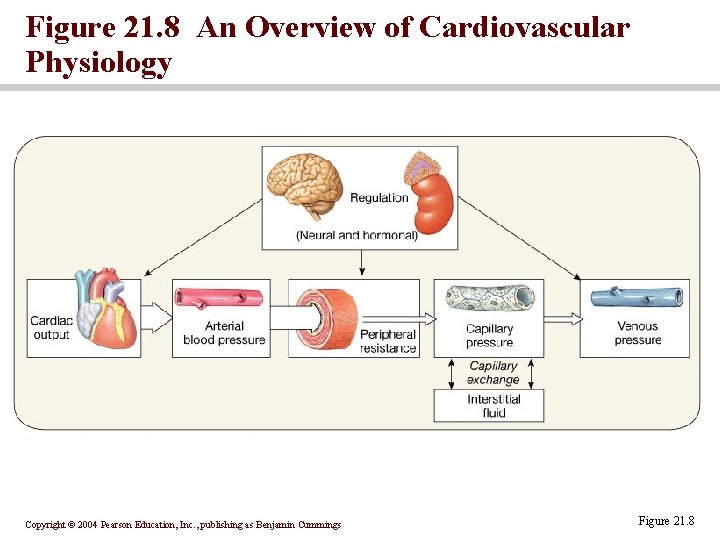 Figure 21. 8 An Overview of Cardiovascular Physiology Copyright © 2004 Pearson Education, Inc.