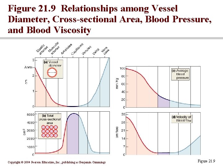 Figure 21. 9 Relationships among Vessel Diameter, Cross-sectional Area, Blood Pressure, and Blood Viscosity