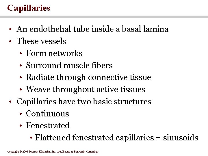 Capillaries • An endothelial tube inside a basal lamina • These vessels • Form