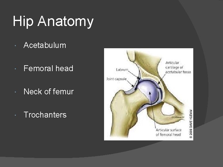 Hip Anatomy Acetabulum Femoral head Neck of femur Trochanters 