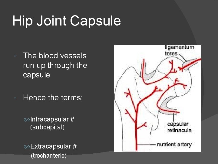 Hip Joint Capsule The blood vessels run up through the capsule Hence the terms: