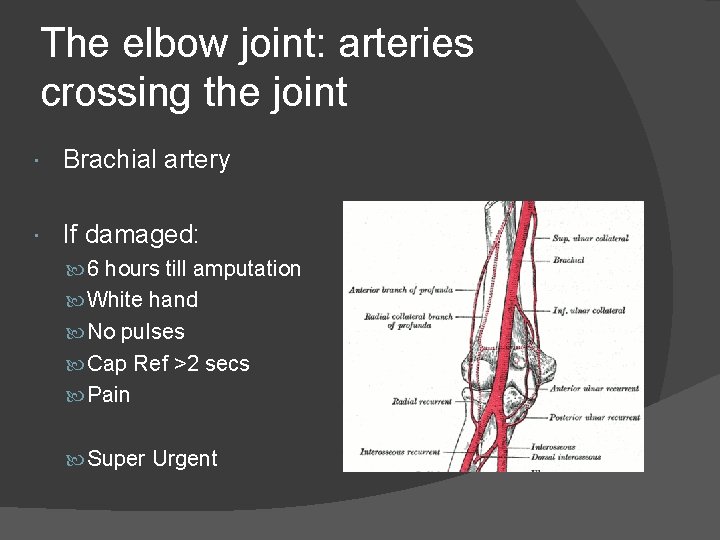 The elbow joint: arteries crossing the joint Brachial artery If damaged: 6 hours till