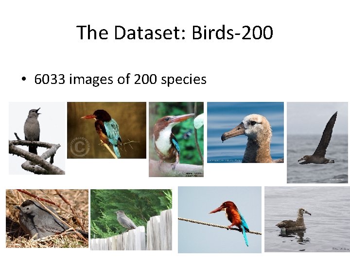 The Dataset: Birds-200 • 6033 images of 200 species 