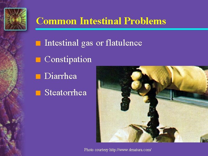 Common Intestinal Problems n Intestinal gas or flatulence n Constipation n Diarrhea n Steatorrhea