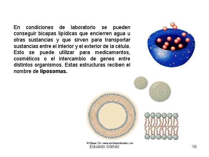 En condiciones de laboratorio se pueden conseguir bicapas lipídicas que encierren agua u otras