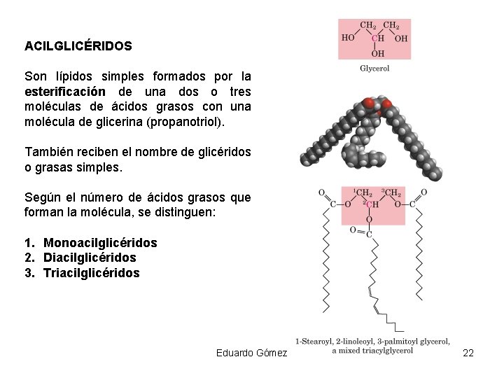 ACILGLICÉRIDOS Son lípidos simples formados por la esterificación de una dos o tres moléculas