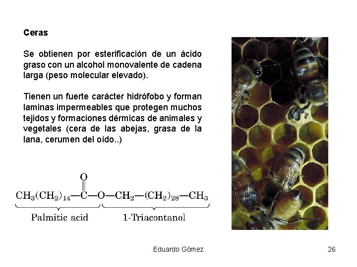 Ceras Se obtienen por esterificación de un ácido graso con un alcohol monovalente de