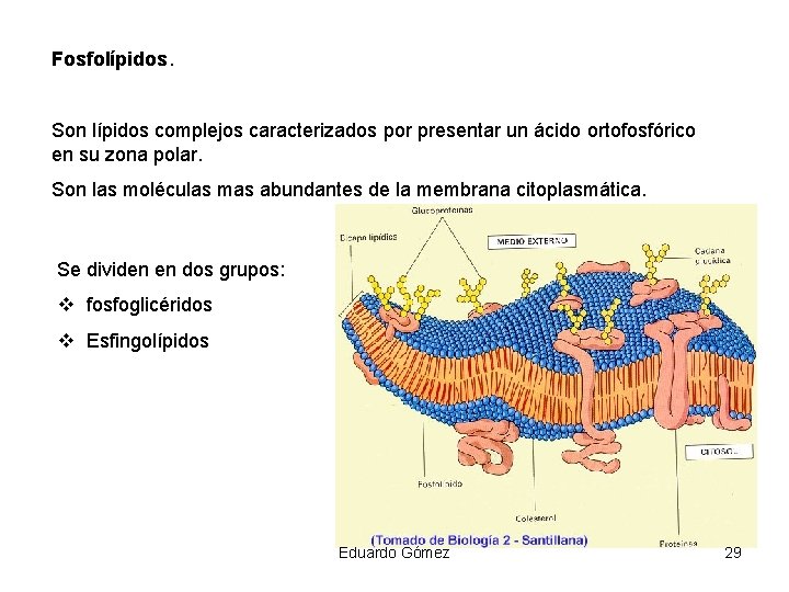 Fosfolípidos. Son lípidos complejos caracterizados por presentar un ácido ortofosfórico en su zona polar.