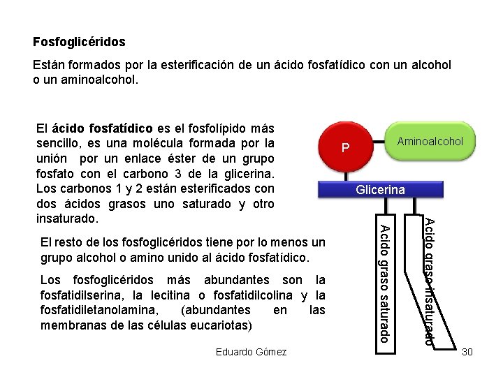 Fosfoglicéridos Están formados por la esterificación de un ácido fosfatídico con un alcohol o