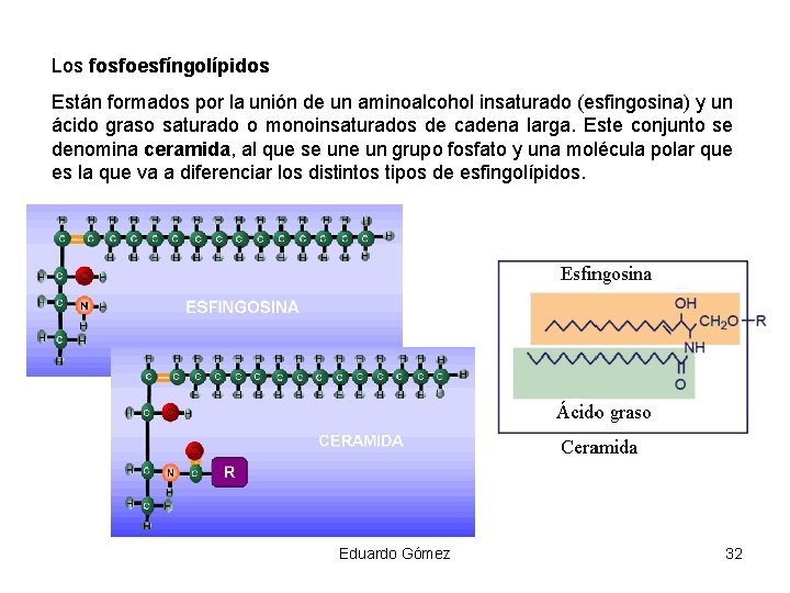 Los fosfoesfíngolípidos Están formados por la unión de un aminoalcohol insaturado (esfingosina) y un