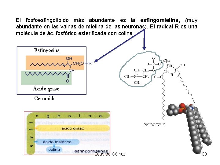 El fosfoesfingolípido más abundante es la esfingomielina, (muy abundante en las vainas de mielina