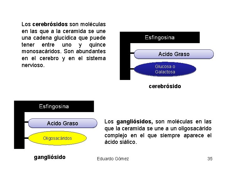 Los cerebrósidos son moléculas en las que a la ceramida se una cadena glucídica