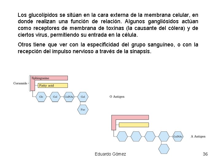 Los glucolípidos se sitúan en la cara externa de la membrana celular, en donde