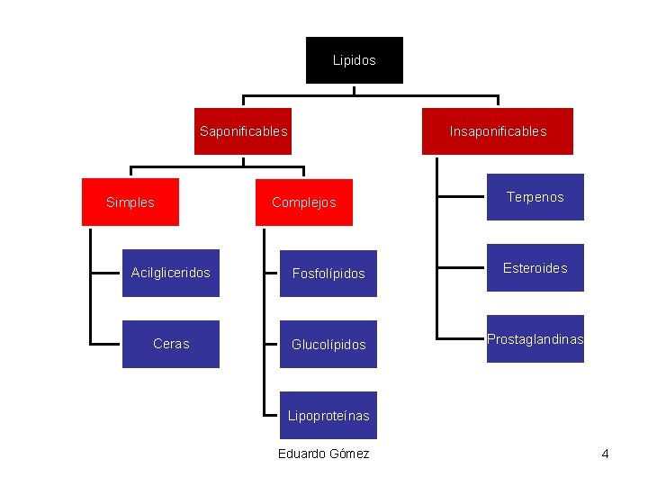 Lipidos Insaponificables Simples Complejos Terpenos Acilgliceridos Fosfolípidos Esteroides Ceras Glucolípidos Prostaglandinas Lipoproteínas Eduardo Gómez