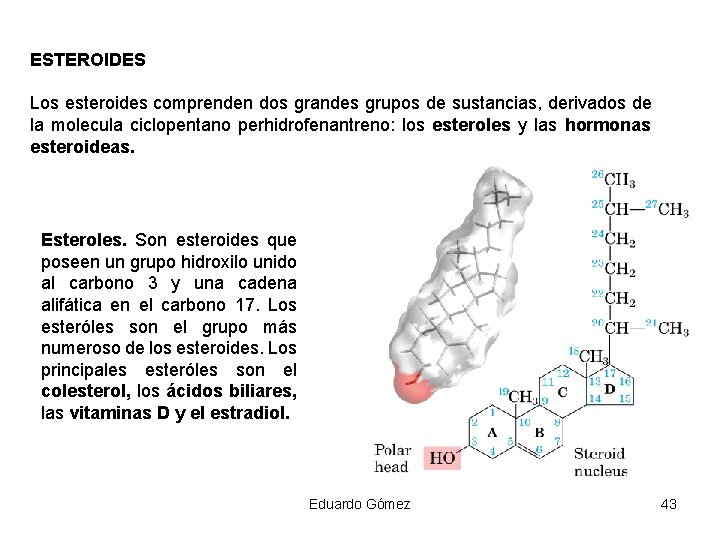 ESTEROIDES Los esteroides comprenden dos grandes grupos de sustancias, derivados de la molecula ciclopentano
