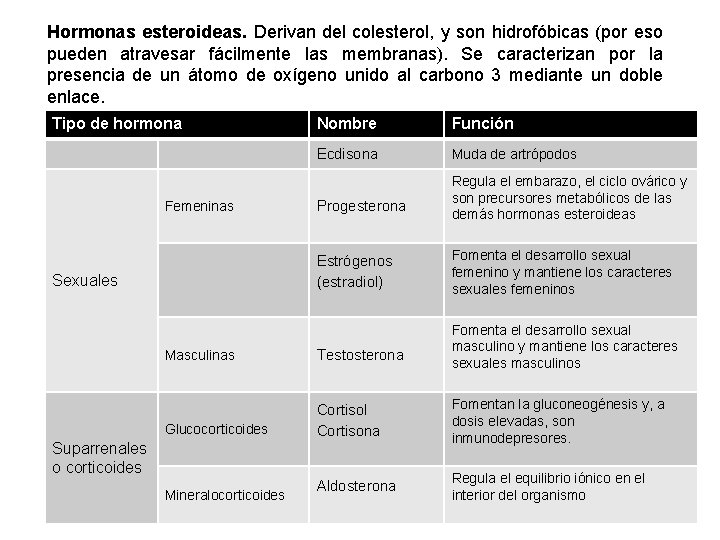 Hormonas esteroideas. Derivan del colesterol, y son hidrofóbicas (por eso pueden atravesar fácilmente las