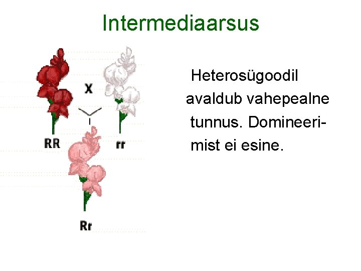 Intermediaarsus Heterosügoodil avaldub vahepealne tunnus. Domineeri mist ei esine. 