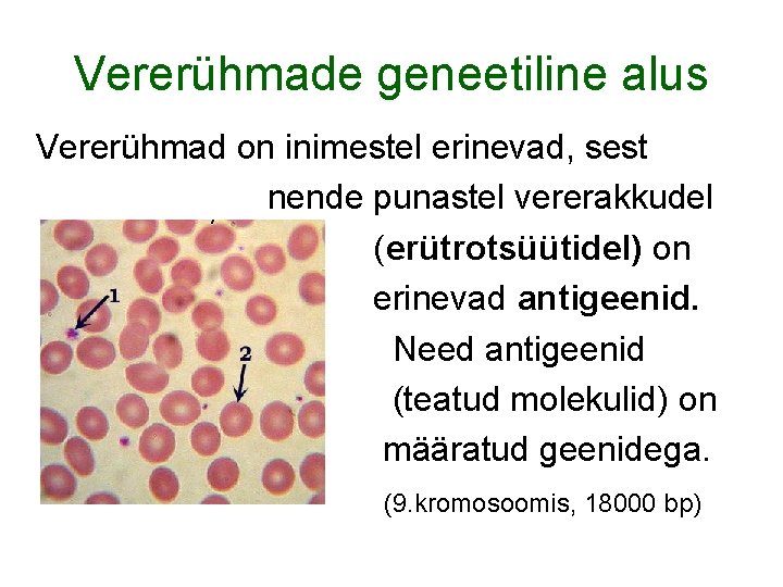 Vererühmade geneetiline alus Vererühmad on inimestel erinevad, sest nende punastel vererakkudel (erütrotsüütidel) on erinevad