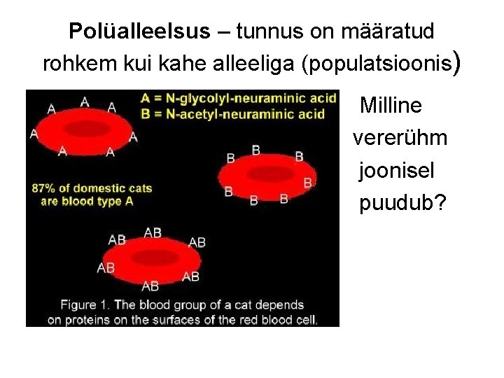 Polüalleelsus – tunnus on määratud rohkem kui kahe alleeliga (populatsioonis) Milline vererühm joonisel puudub?