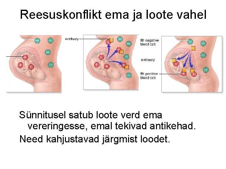 Reesuskonflikt ema ja loote vahel Sünnitusel satub loote verd ema vereringesse, emal tekivad antikehad.