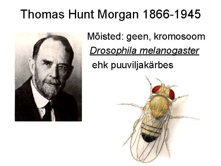 Thomas Hunt Morgan 1866 -1945 Mõisted: geen, kromosoom Drosophila melanogaster ehk puuviljakärbes 