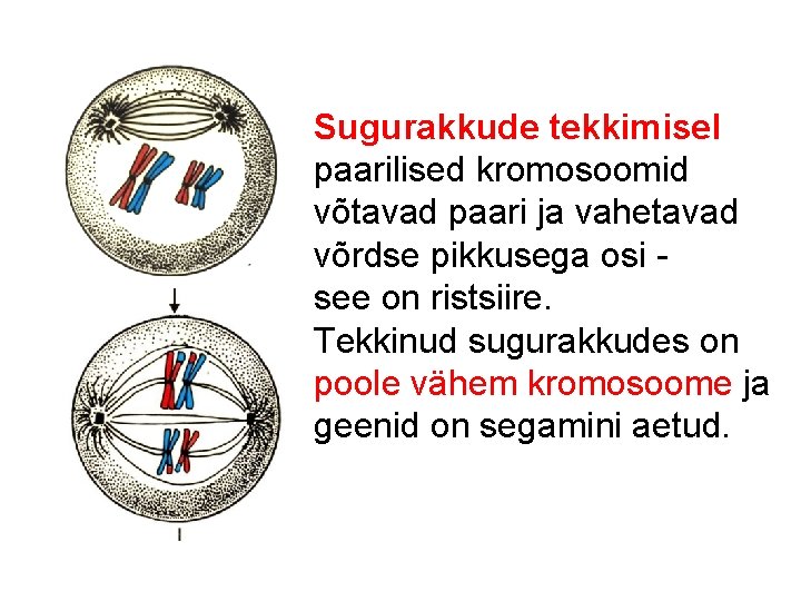 Sugurakkude tekkimisel paarilised kromosoomid võtavad paari ja vahetavad võrdse pikkusega osi see on ristsiire.