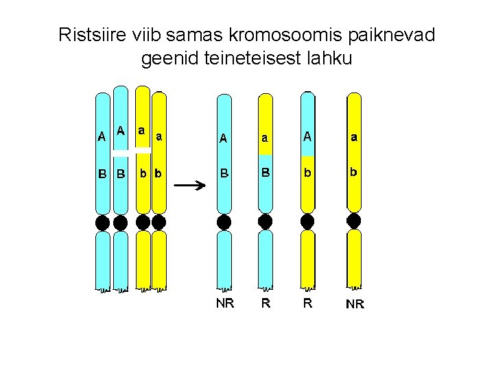 Ristsiire viib samas kromosoomis paiknevad geenid teineteisest lahku 