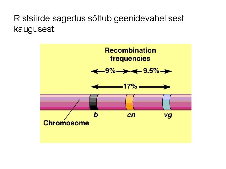Ristsiirde sagedus sõltub geenidevahelisest kaugusest. 