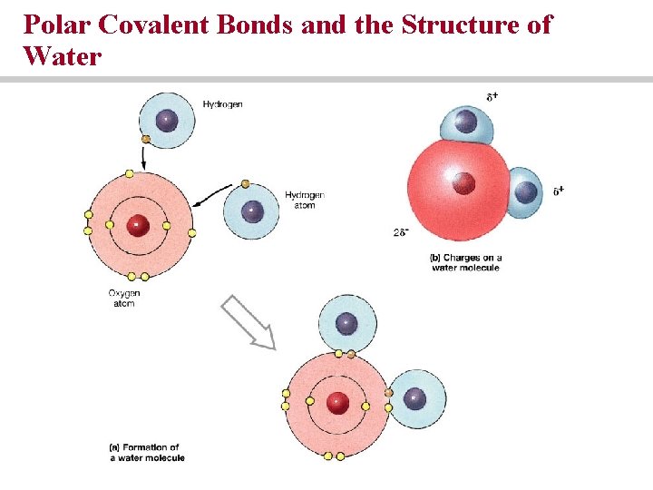 Polar Covalent Bonds and the Structure of Water Polar Covalent Bonds and the Structure of Water