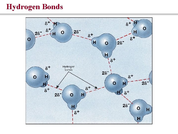 Hydrogen Bonds Hydrogen Bonds