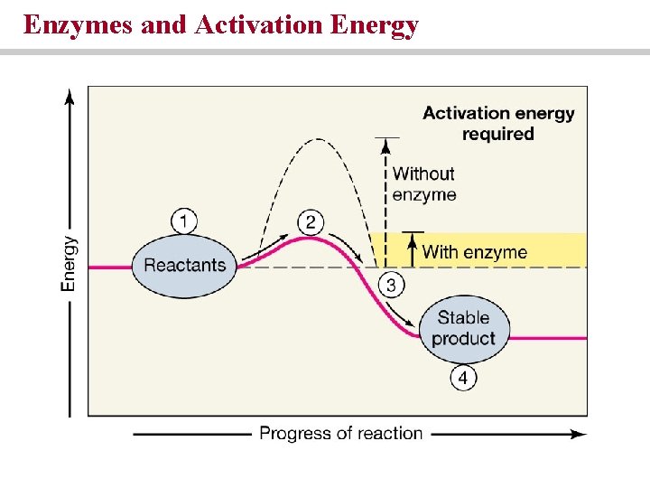 Enzymes and Activation Energy Enzymes and Activation Energy
