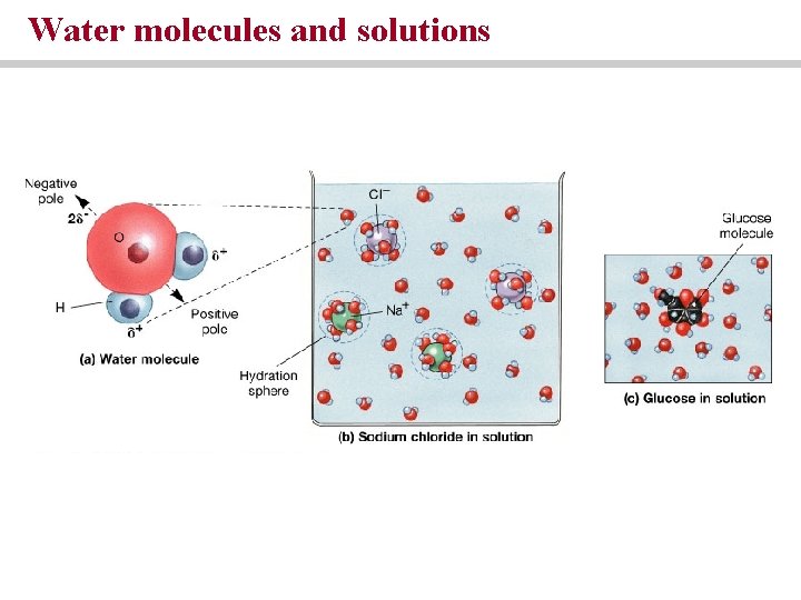 Water molecules and solutions Water molecules and solutions