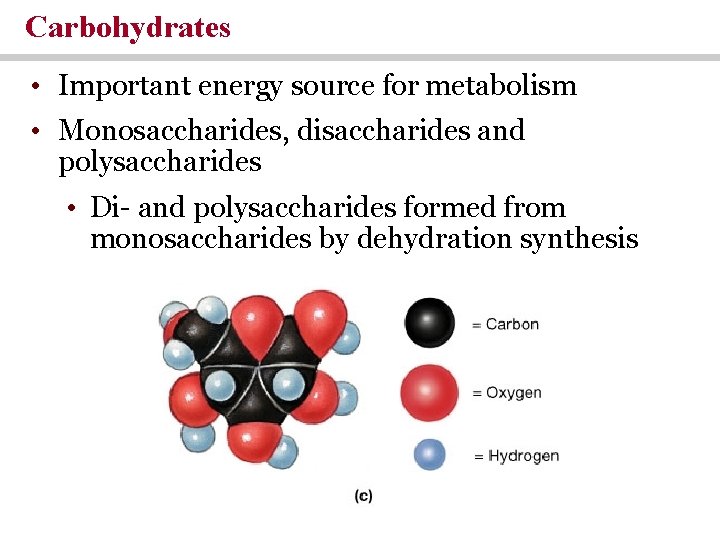 Carbohydrates • Important energy source for metabolism • Monosaccharides, disaccharides and polysaccharides • Di- Carbohydrates • Important energy source for metabolism • Monosaccharides, disaccharides and polysaccharides • Di-