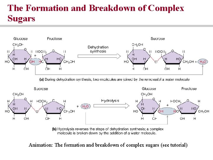 The Formation and Breakdown of Complex Sugars Animation: The formation and breakdown of complex The Formation and Breakdown of Complex Sugars Animation: The formation and breakdown of complex
