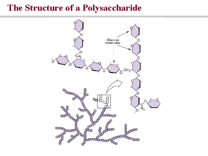 The Structure of a Polysaccharide The Structure of a Polysaccharide