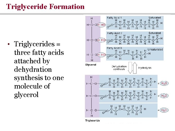 Triglyceride Formation • Triglycerides = three fatty acids attached by dehydration synthesis to one Triglyceride Formation • Triglycerides = three fatty acids attached by dehydration synthesis to one