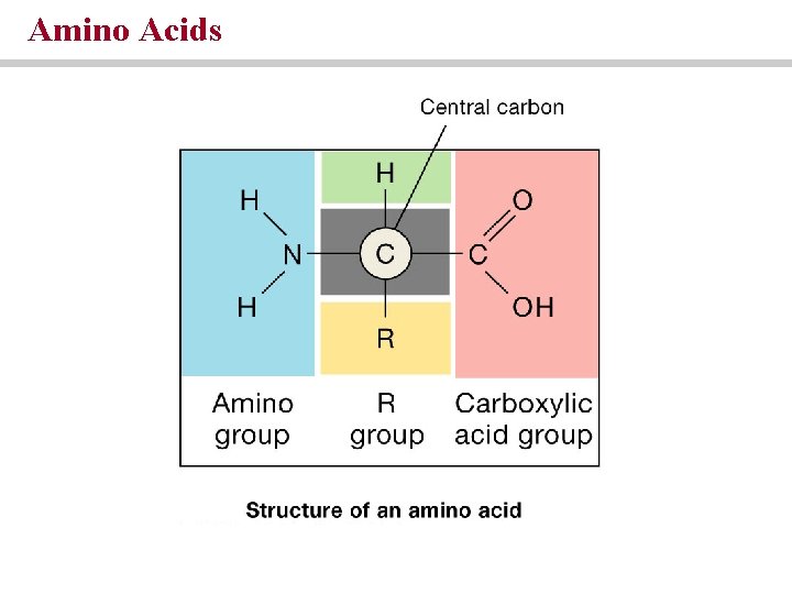 Amino Acids Amino Acids