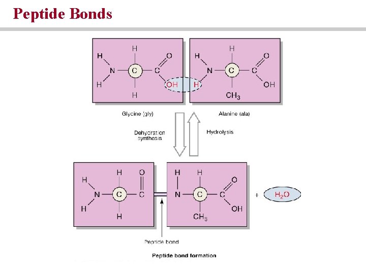 Peptide Bonds Peptide Bonds