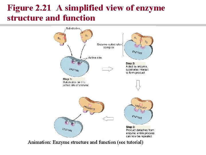 Figure 2. 21 A simplified view of enzyme structure and function Animation: Enzyme structure Figure 2. 21 A simplified view of enzyme structure and function Animation: Enzyme structure