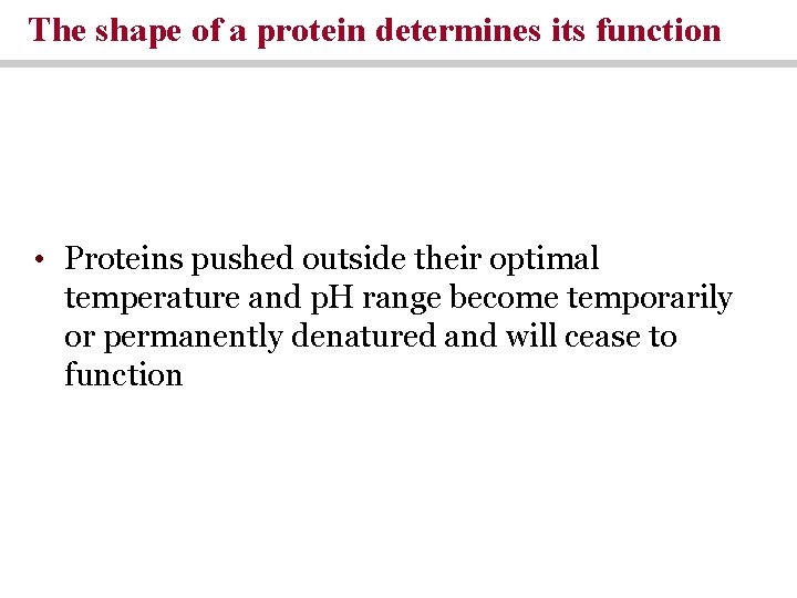 The shape of a protein determines its function • Proteins pushed outside their optimal The shape of a protein determines its function • Proteins pushed outside their optimal