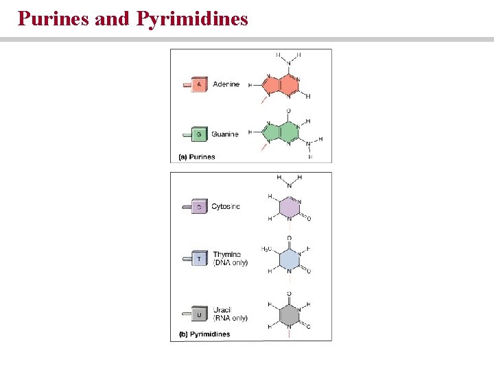 Purines and Pyrimidines Purines and Pyrimidines