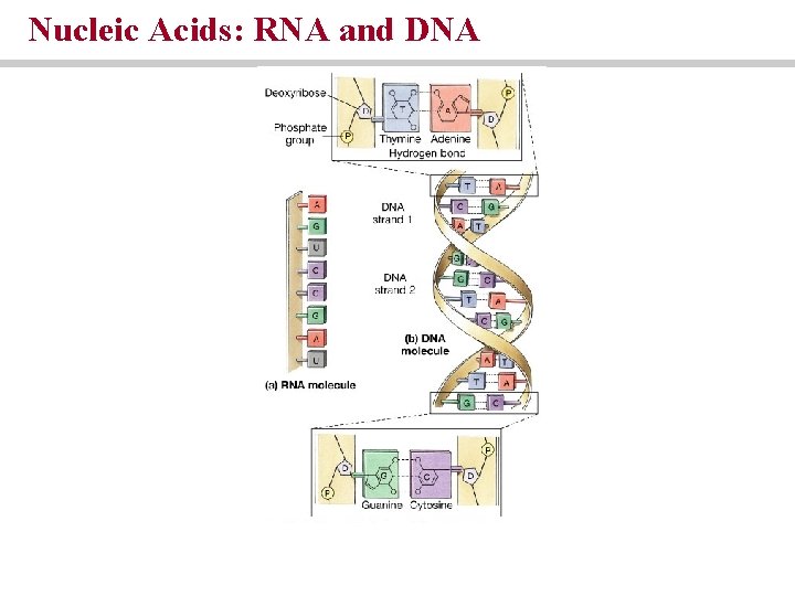 Nucleic Acids: RNA and DNA Nucleic Acids: RNA and DNA