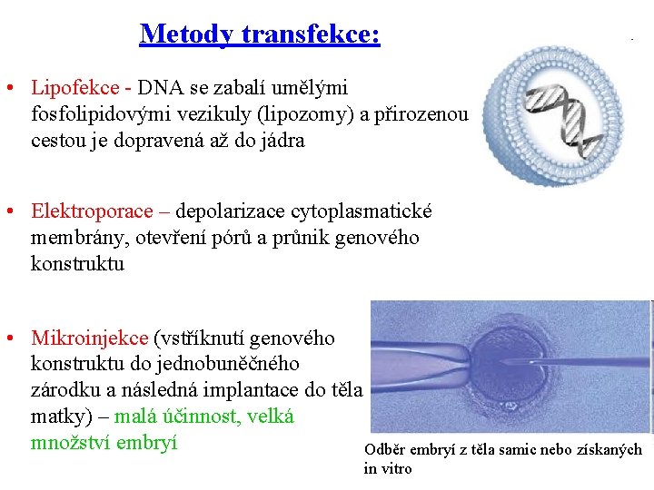 Metody transfekce: • Lipofekce - DNA se zabalí umělými fosfolipidovými vezikuly (lipozomy) a přirozenou