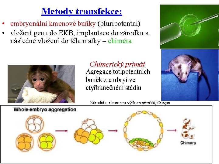Metody transfekce: • embryonální kmenové buňky (pluripotentní) • vložení genu do EKB, implantace do