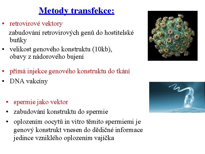 Metody transfekce: • retrovirové vektory zabudování retrovirových genů do hostitelské buňky • velikost genového