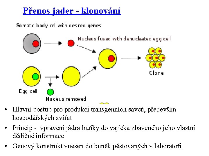 Přenos jader - klonování • Hlavní postup produkci transgenních savců, především hospodářských zvířat •