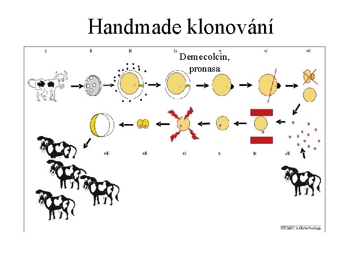 Handmade klonování Demecolcin, pronasa 